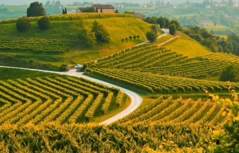 Colori nelle colline Venete col Prosecco