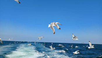 Crociera panoramica lungo la costa Romagnola
