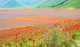 Fioritura nella piana di Castelluccio di Norcia