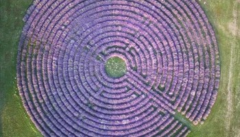 Giornata sensoriale tra labirinti, Castelli e lavanda