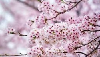 Il labirinto della Masone e Festa dei ciliegi in fiore