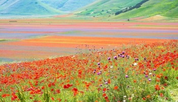 La fioritura nella piana di Castelluccio