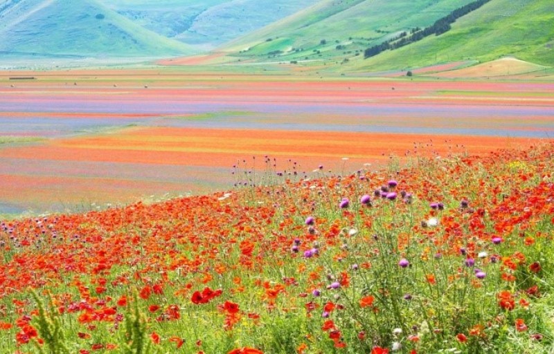 La fioritura nella piana di Castelluccio