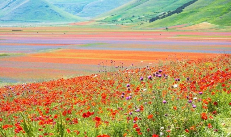 La fioritura nella piana di Castelluccio