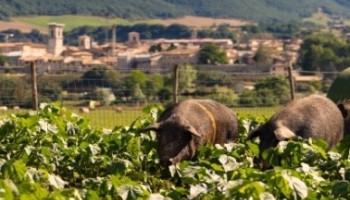 La fioritura nella piana di Castelluccio