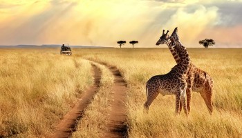 Safari in Tanzania