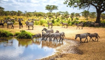 Safari in Tanzania