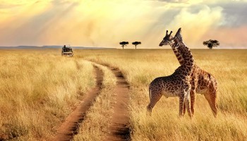 Safari in Tanzania: la Grande Migrazione