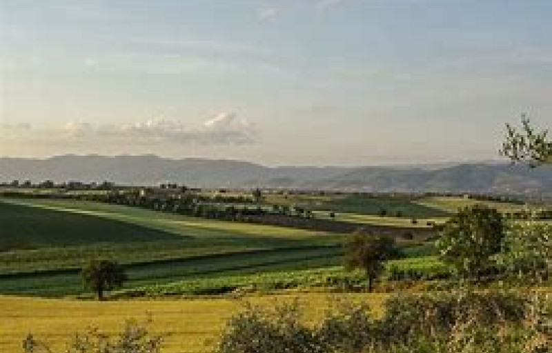 Tra i campi di girasole in Valdichiana
