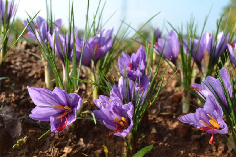 Vicchio: fioritura dello Zafferano